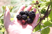 blackberry picking at Love Creek Orchards
