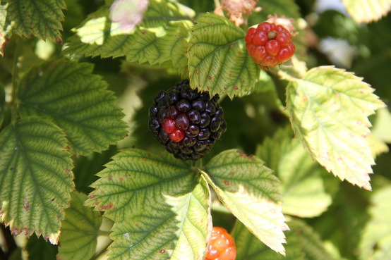 Blackberries at Love Creek Orchard